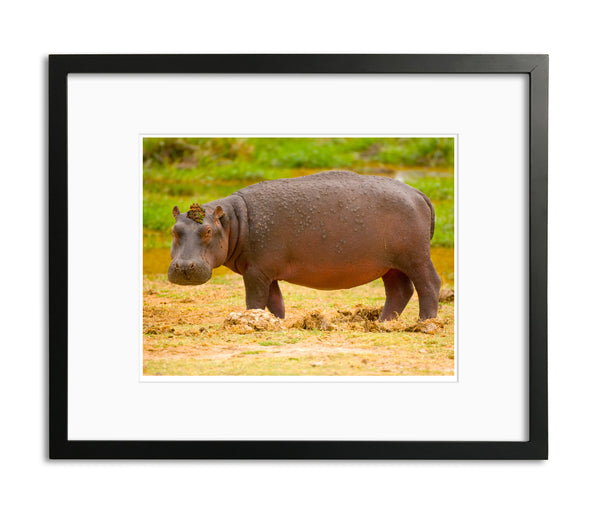 Queens Hat Hippo, Kenya, by Robert Ross