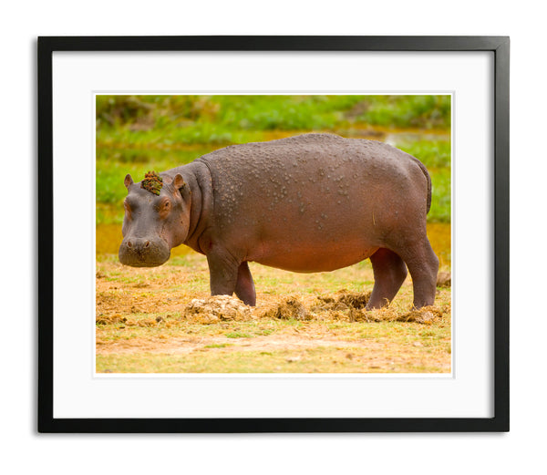 Queens Hat Hippo, Kenya, by Robert Ross