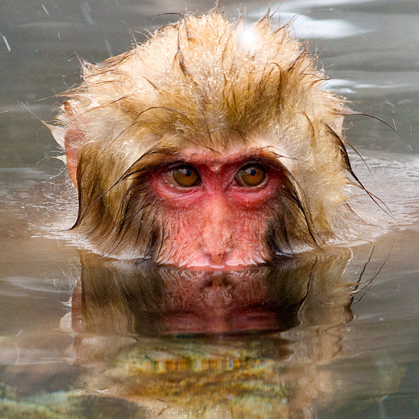 Reflection, Snow Monkey, Japan, by Robert Ross