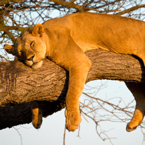 Relaxed Female Lion, Tanzania, by Robert Ross