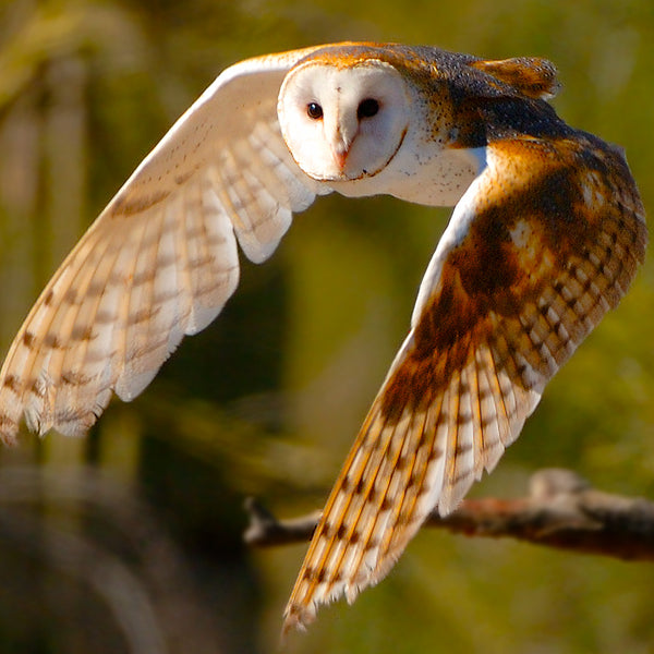 Silent Flight, Barn Owl, Arizona, by Robert Ross