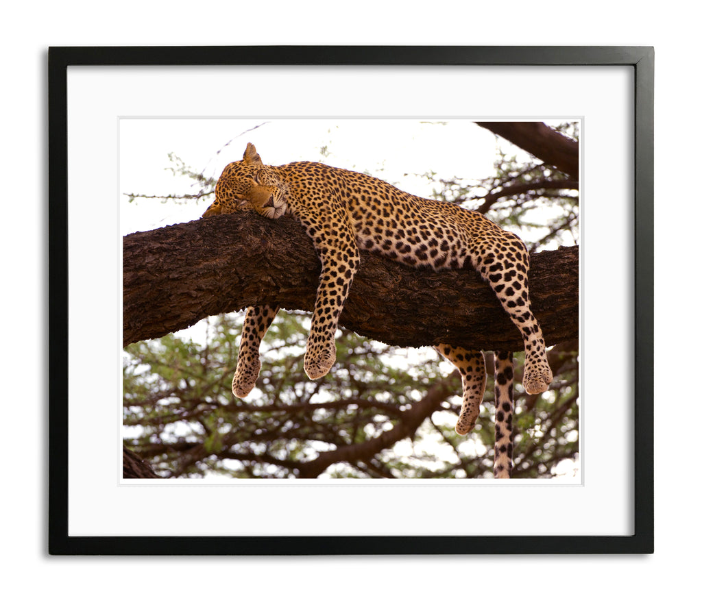 Sleeping Leopard, Kenya, by Robert Ross – Fine Art Scene