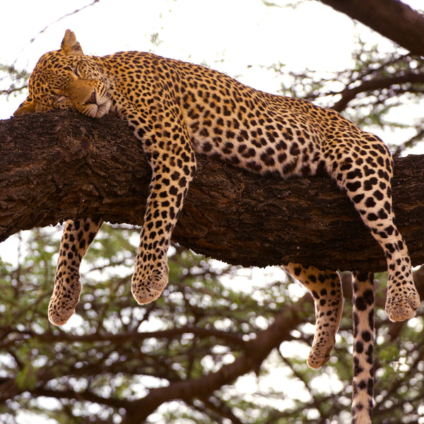 Sleeping Leopard, Kenya, by Robert Ross