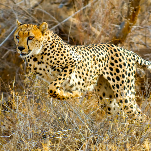 Cheetah, Kenya, by Robert Ross