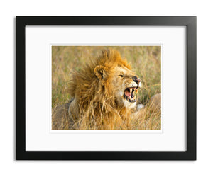 The Roar, Male Lion, Kenya, by Robert Ross