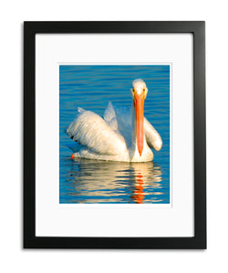 Lovely White Pelican, Hunting Beach, CA, by Robert Ross